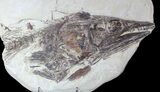 Cretaceous Cimolichthys Skull & Vertebrae - Niobrara Chalk, Kansas #62787-3